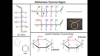 Lec10  The Haworth Projection of Aldose Sugars [upl. by Lamphere193]