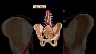 Pelvic bone an sacral region humanbody biology skeletalsystem skeletalanatomy shorts animation [upl. by Byrann71]