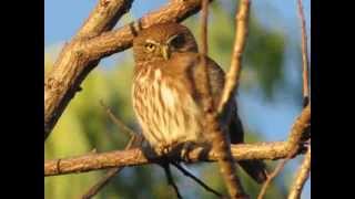 El Canto de la Aurora Glaucidium Brasilianum [upl. by Carmina]