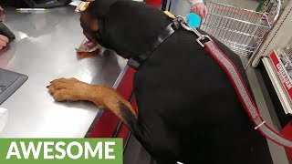 Doberman picks out his own treat brings it to cashier [upl. by Roanna]