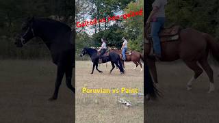 Gaited vs nonGaited horse horses peruvian painthorse gaitedhorse [upl. by Okuy]