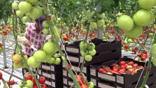 Crop Picking at Sundrop Farms [upl. by Tsenrae288]