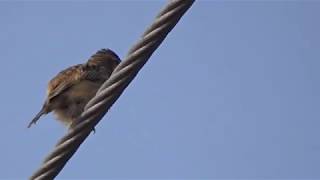 Zitting Cisticola calling [upl. by Eannyl]