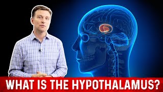 What is the Hypothalamus and its Function – Dr Berg [upl. by Georgine]