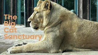 Big Cat Sanctuary  Hand Feed Experience  Brilliant Day Out [upl. by Therese]