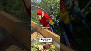 Did you know macaws blush [upl. by Ramses]