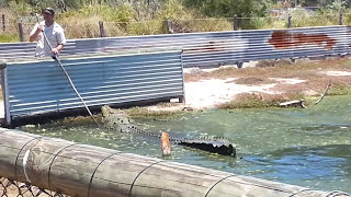 53m Saltwater Croc Buka at Koorana Croc Farm 15 11 2014 [upl. by Linnea24]