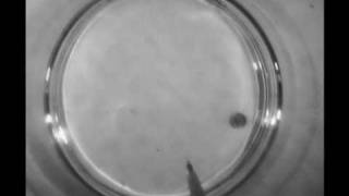 Spontaneous motion of an oil droplet induced by surface tension difference [upl. by Emanuela]