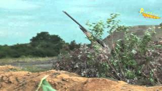 chasse corbeau 1mp4 [upl. by Barabas]