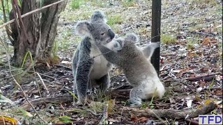 Life is tough for the baby koala and mom in the wild Mothers Love compilations So emotional [upl. by Yadroc720]