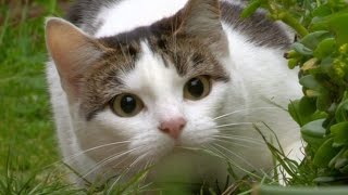 Cats eyes  Cat Watch 2014  The Horizon Experiment Episode 2 Preview  BBC Two [upl. by Hepsibah]