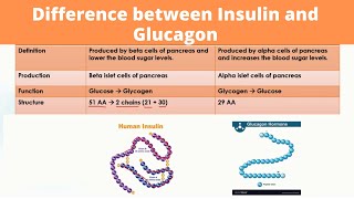 Difference between Insulin and Glucagon [upl. by Hareehahs300]