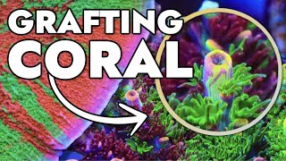 Top 10 Grafted Corals at Top Shelf Aquatics 30000 Gallon Farm [upl. by Birkle]