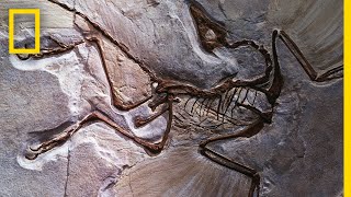 Fossils 101  National Geographic [upl. by Nealson]