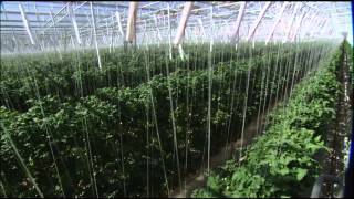 The Future of Farming Hydroponic Tomatoes  SoCal Connected  KCET [upl. by Ranson262]