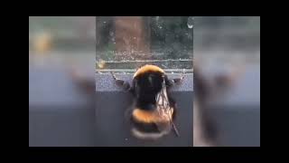 twerking Bee meme [upl. by Chaiken]