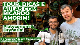 TOUR de CHIFRE DE VEADO aula e dicas sobre Platycerium com Ricardo Amorim da Platycetaria Santa Fé [upl. by Sirrah353]