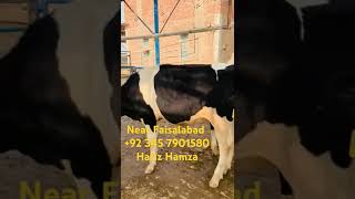 10 to 12 months age pure American heifers Ready to inseminate heifer [upl. by Rellia]