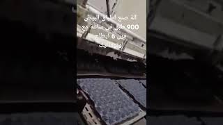 الة صنع اطباق البيض 900 طبق في ساعة مع فرن ايطاج اوتوماتيك [upl. by Jeniffer]