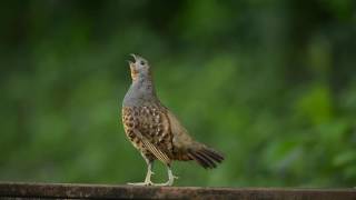 竹雞Chinese BambooPartridgeBambusicola thoracicus sonorivoxsinging [upl. by Ahter383]