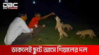 শিয়ালেমানুষে আজব বন্ধুত্ব  DBC NEWS Special [upl. by Olin4]