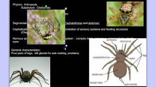 Invertebrate Diversity Part 3B Arthropods Detailed [upl. by Ahsiuqet660]