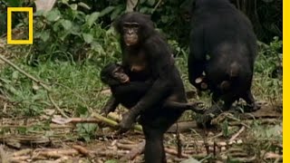 Bonobo the Female Alpha  National Geographic [upl. by Nomar]