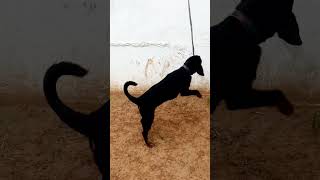 Rottweiler Puppy Training 🔥🔥 [upl. by Htnicayh]