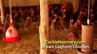 Brown Leghorn Chicken Breed Breeder Flock  Cackle Hatchery [upl. by Eidnahs102]