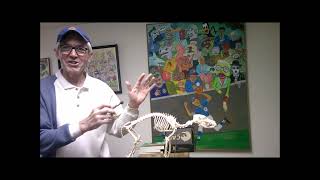 Fossil Dr Kamen demonstrates dog chiropractic adjustment for hip dysplasia [upl. by Akayas312]