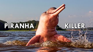 Amazon River Dolphins Pink Freshwater Dolphins That Eat Piranhas [upl. by Arrimat413]