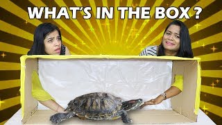 Whats in The BOX Challenge  LIVE ANIMALS [upl. by Lynch]