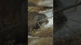 Manul Cat  The Most Fluffy Cat In The Wild shorts [upl. by Nedaj899]