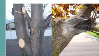 How to Prune Landscape Trees and Shrubs [upl. by Arob]