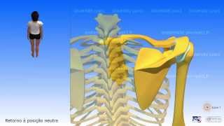 Escápula Movimentos da escápula [upl. by Anelahs]