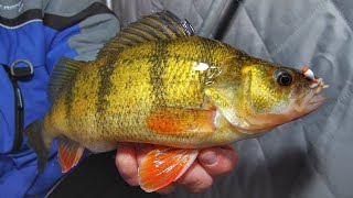 Ice Fishing JUMBO PERCH  South Dakota Timber Tigers  Jason Mitchell Outdoors [upl. by Terris794]