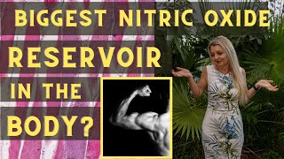 The Biggest Nitric Oxide Reservoir in the Body [upl. by Lovering]