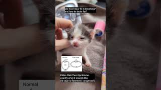 How to treat Flat Chested Kitten Syndrome kitten cat cats flatchestkittensyndrom rescue stray [upl. by Nicolea]