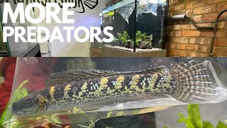 I HAVE GOT MORE PREDATORS FOR MY FISH ROOM [upl. by Ayak327]