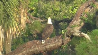 SWFL EaglesHarriet Still Sings Her Familiar Call To Ozzie Four Months Later 071715 [upl. by Anerbes189]