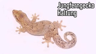 Jungferngecko Haltung  akinapets [upl. by Narok525]