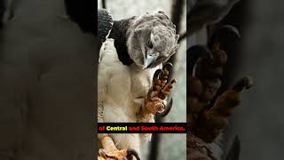 5 Amazing Facts About the Harpy Eagle [upl. by Kcam]