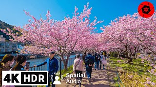 Best Early Sakura near Tokyo  4K HDR  3 hours  Japan Cherry Blossoms [upl. by Arleyne]