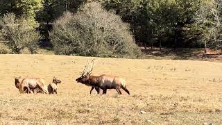 Rut Season at Dogwood Canyon [upl. by Shaffert]