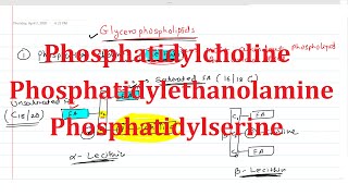 19 Phosphatidylcholine Lecithin Phosphatidylethanolamine Cephalin Phosphatidylserine [upl. by Ybbob]