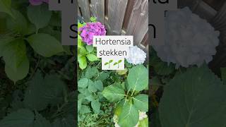 Zelf hortensia’s stekken 🌺 super makkelijk en leuk hortensia moestuin milieuvriendelijk [upl. by Ghiselin]