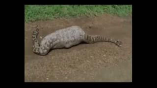 Python Eat Nilgai [upl. by Micheal481]