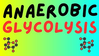 Anaerobic Glycolysis [upl. by Mimajneb957]