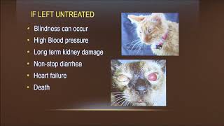 Radioactive I131 Therapy For Feline Hyperthyroidism [upl. by Toll]