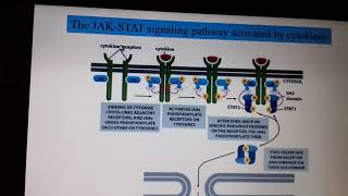 Intercellular Signaling part 5 [upl. by Meeharbi]